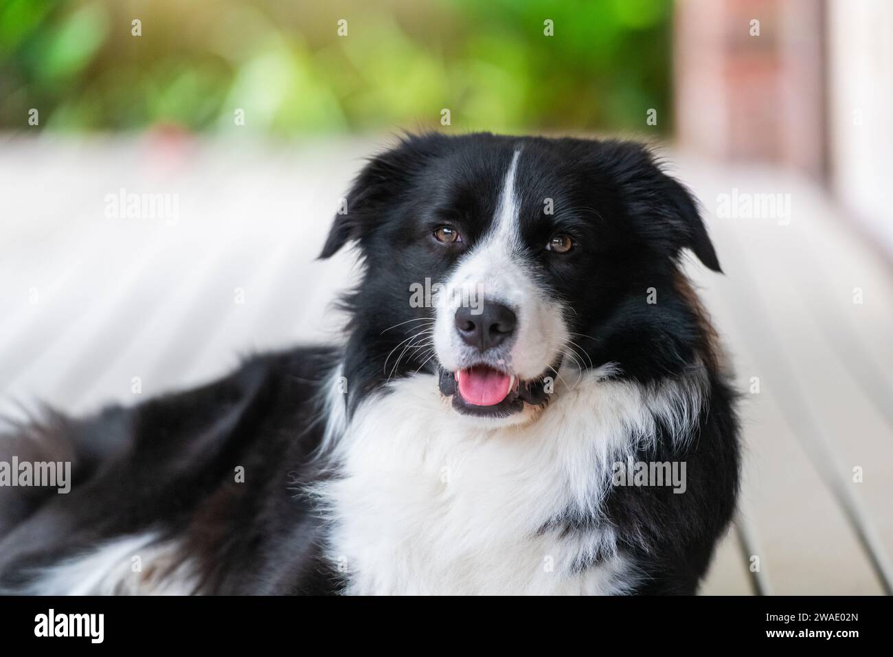 Ritratto di un bellissimo cucciolo di Collie di confine seduto sul ponte di legno accanto a una casa. Foto Stock