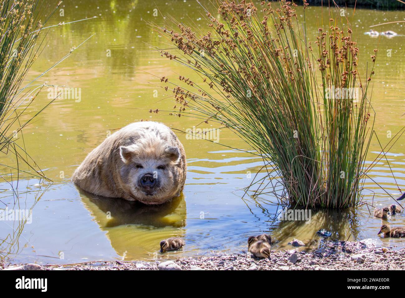 Un maiale Kunekune riposa nello stagno di Deer Park Heights Queenstown, nuova Zelanda. Una piccola razza di maiale domestico proveniente dalla nuova Zelanda. Foto Stock