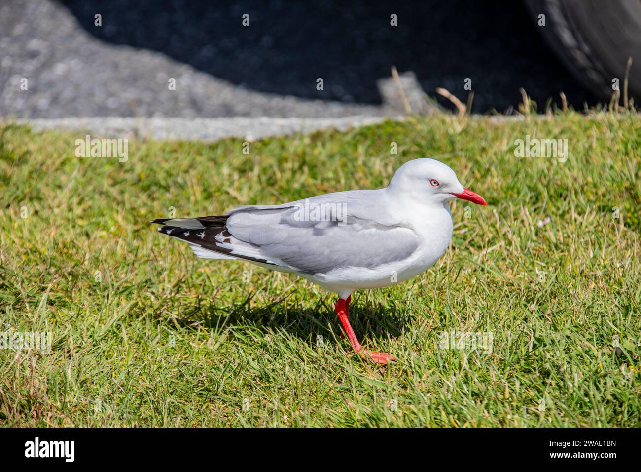 Il gabbiano a becco rosso (Chroicocephalus novaehollandiae scopulinus), è nativo della nuova Zelanda, essendo presente in tutto il paese Foto Stock