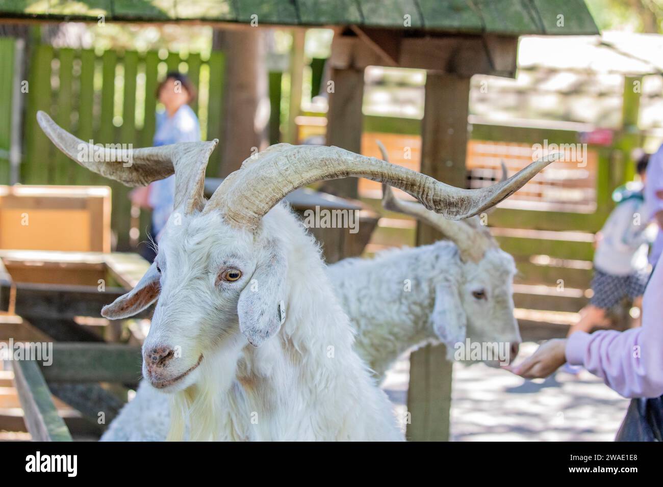Il turista sta sta dando da mangiare alla capra Waipu nella riserva naturale di Willowbank - Christchurch, nuova Zelanda. È Una razza rara di origine neozelandese. Foto Stock