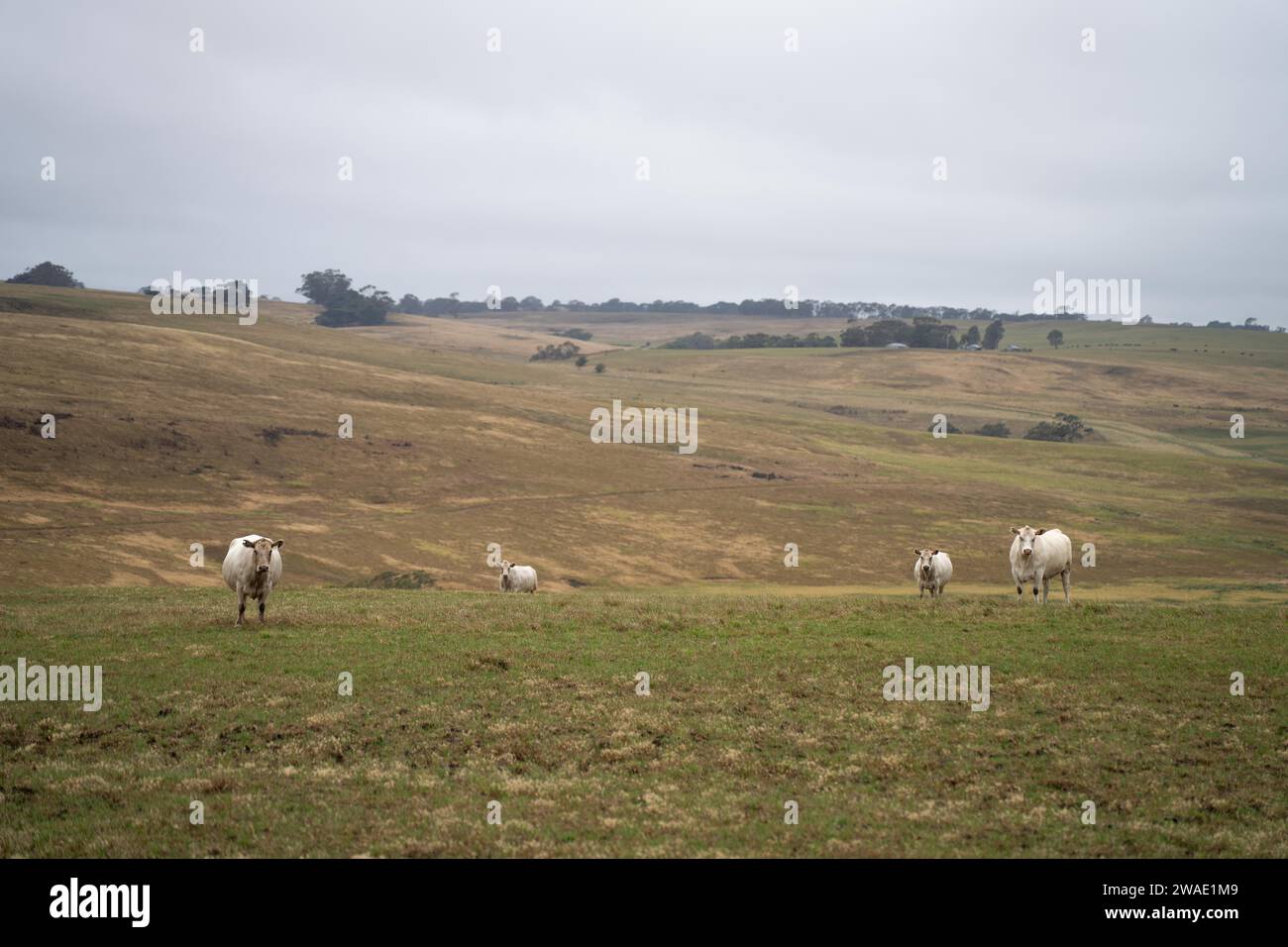 Mucche in campo, pascolano su erba e pascolo in Australia, in un ranch agricolo. Bovini che mangiano fieno e insilato. Le razze includono Speckle Park, Murray Grey, Foto Stock