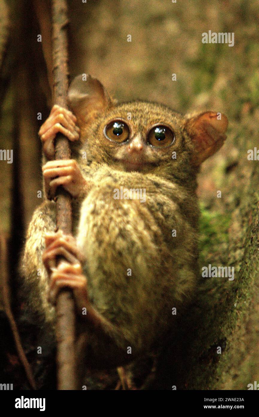 Il tarsier spettrale di Gursky (Tarsius spectrumgurskyae), un primate notturno, è visibile in piena luce del giorno sul suo nido nella foresta pluviale della riserva naturale di Tangkoko, Sulawesi settentrionale, Indonesia. La conservazione dei primati è una sfida comportamentale e come tale richiede soluzioni comportamentali informate, secondo un team di scienziati guidati da Harry Hilser nel loro articolo del 2023 pubblicato dall'International Journal of Primatology. Ha anche bisogno, hanno scritto, 'Una strategia olistica di istruzione, sviluppo di capacità e conservazione basata sulla comunità attinge da una miscela di intuizioni provenienti da più scienze sociali. Foto Stock