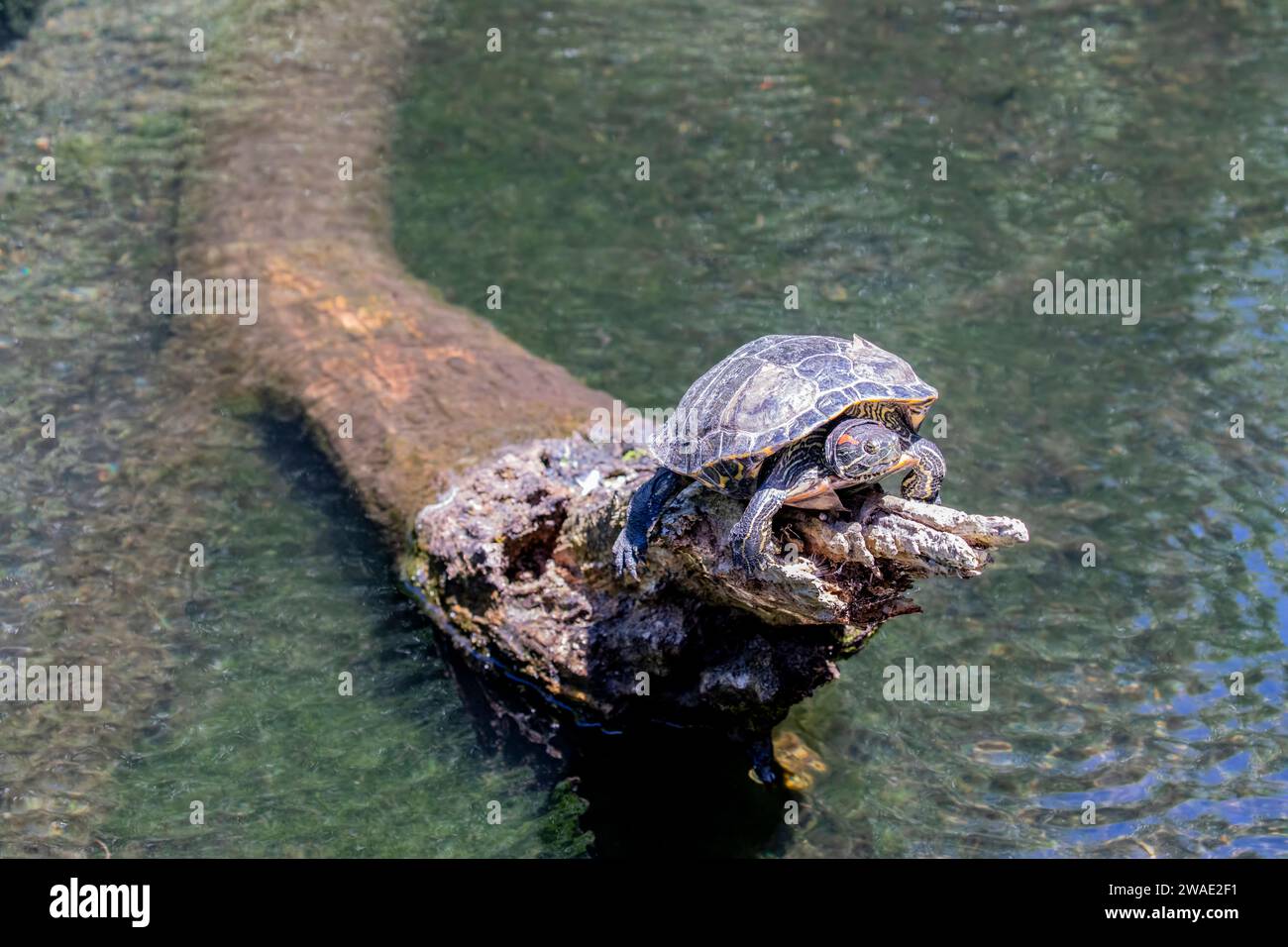 Il cursore dalle orecchie rosse (Trachemys scripta elegans) si crogiola al sole. È la tartaruga più popolare al mondo Foto Stock