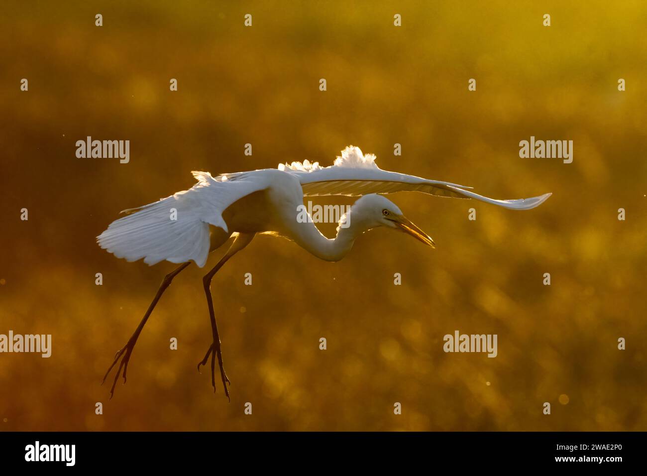 Una grande Egret (Ardea alba) che arriva a terra nella luce dorata all'alba, la diga di Fogg, Northern Territory, NT, Australia Foto Stock