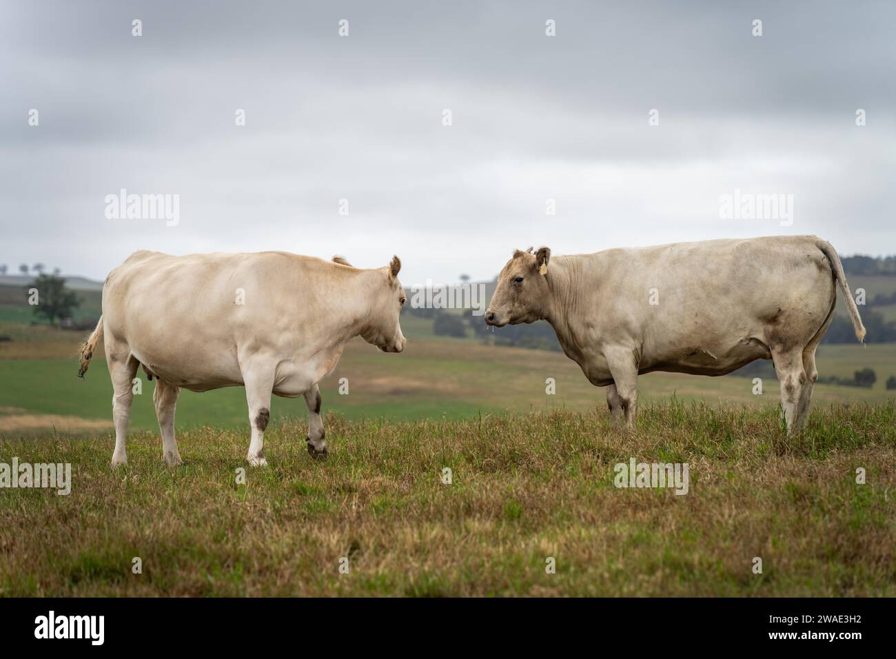 Mucche in campo, pascolano su erba e pascolo in Australia, in un ranch agricolo. Bovini che mangiano fieno e insilato. Le razze includono Speckle Park, Murray Grey, Foto Stock