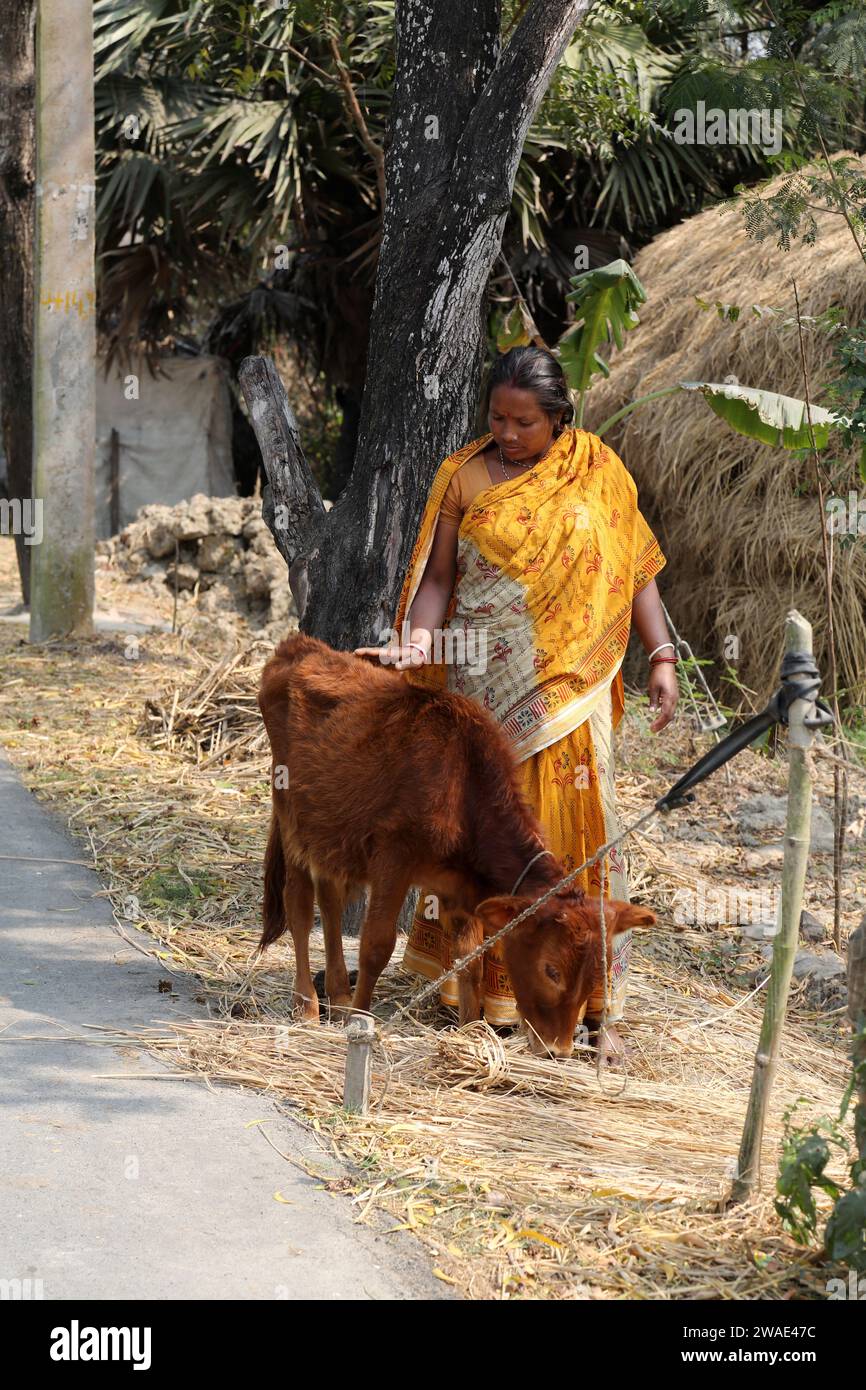 Donna tribale che dà da mangiare al suo bestiame in un villaggio rurale indiano a Kumrokhali, Bengala Occidentale, India Foto Stock