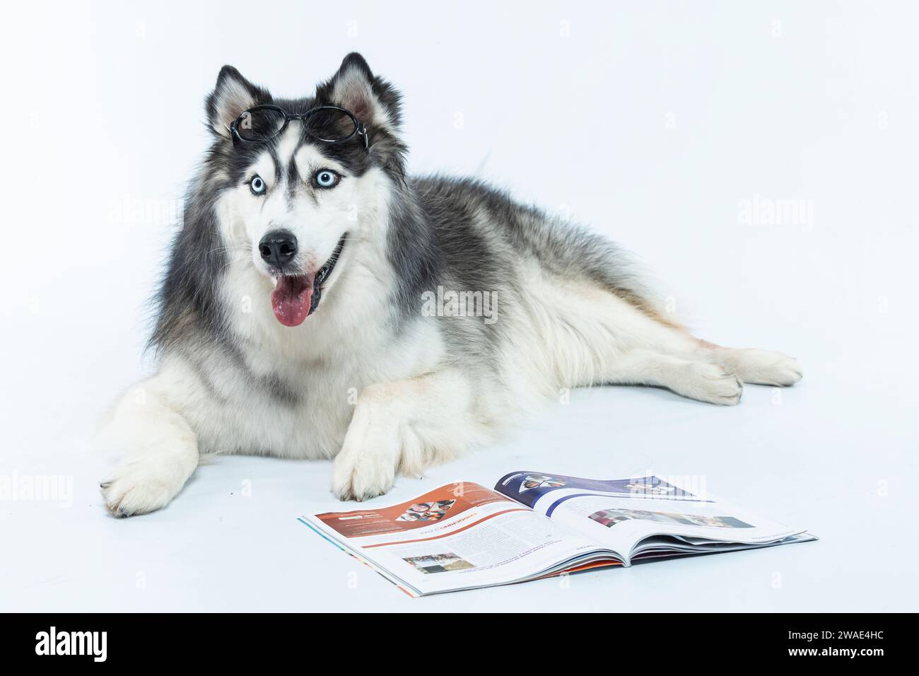 Adorabile Husky siberiano che legge una rivista Foto Stock