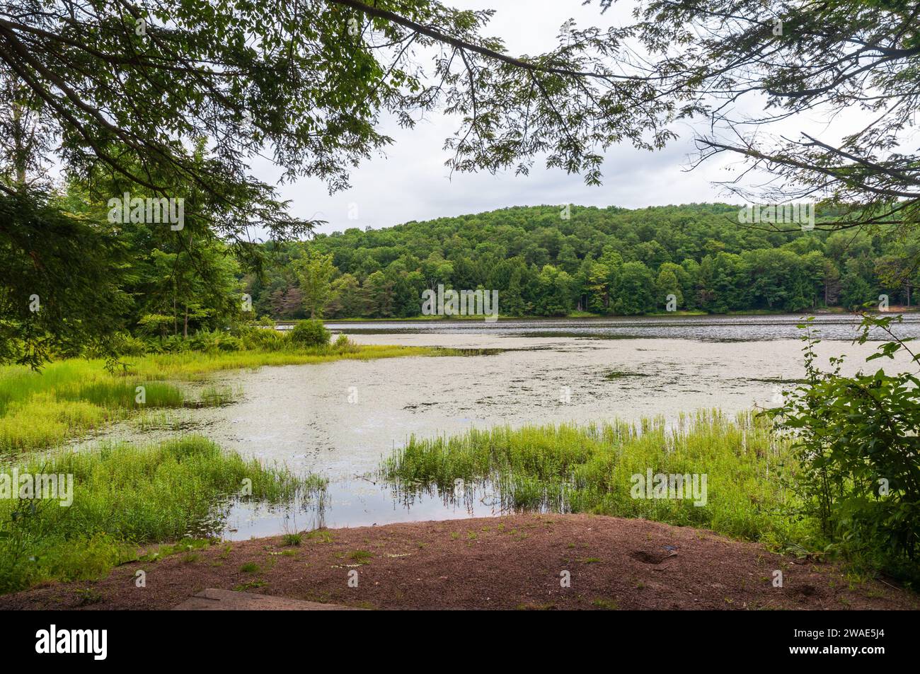 Chapman State Park a Pleasant Township, Warren County, Pennsylvania, Stati Uniti Foto Stock