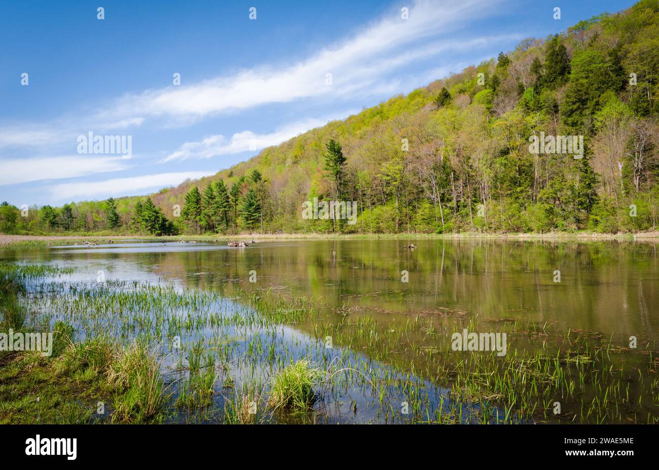 Lago Chandlers Valley e Wetlands nella contea di Warren, in Pennsylvania Foto Stock