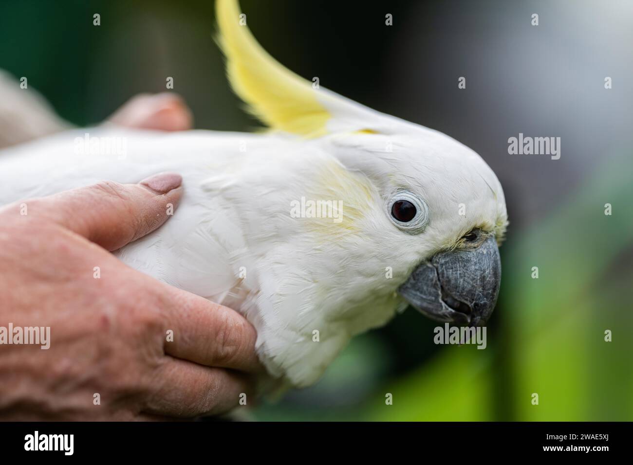 Cockatoo bianco e corella arroccati su un albero di gomma nell'entroterra australiano. Uccelli nativi australiani in un albero in un parco nazionale Foto Stock