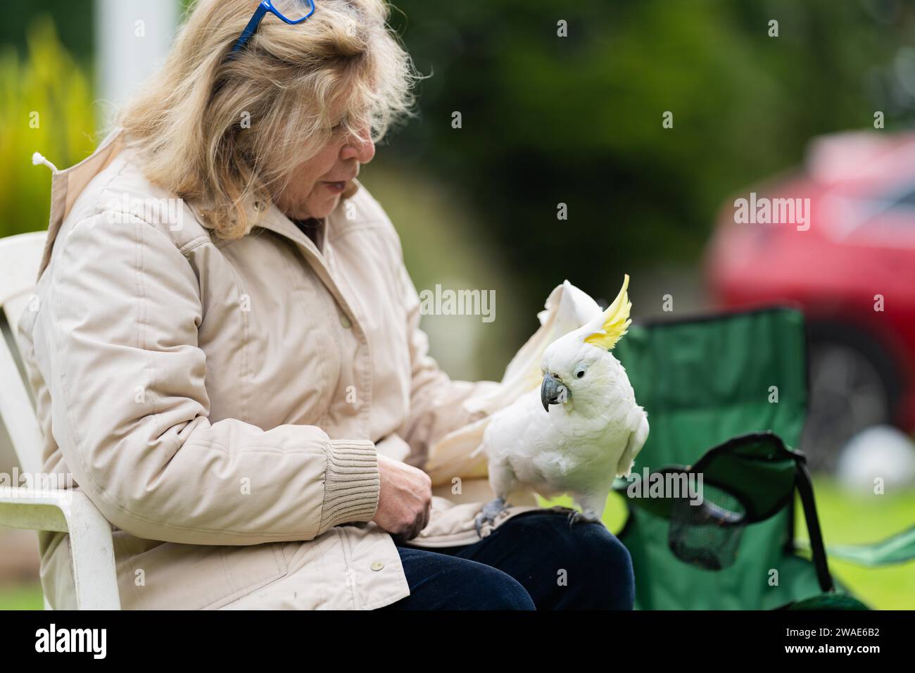 Cockatoo bianco e corella arroccati su un albero di gomma nell'entroterra australiano. Uccelli nativi australiani in un albero in un parco nazionale Foto Stock