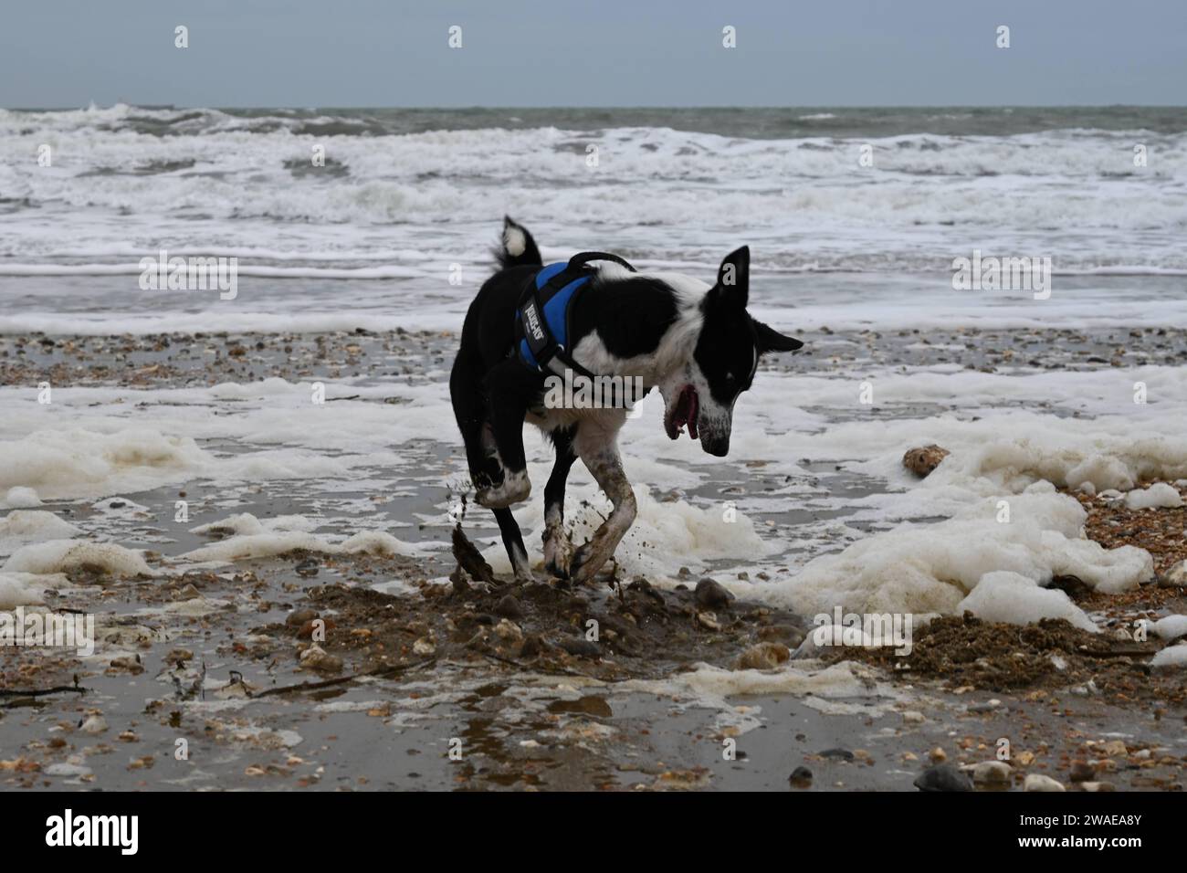 Un cane felice e di medie dimensioni si trova sulla sabbia vicino all'oceano, con un guinzaglio che si allunga dietro i piedi Foto Stock