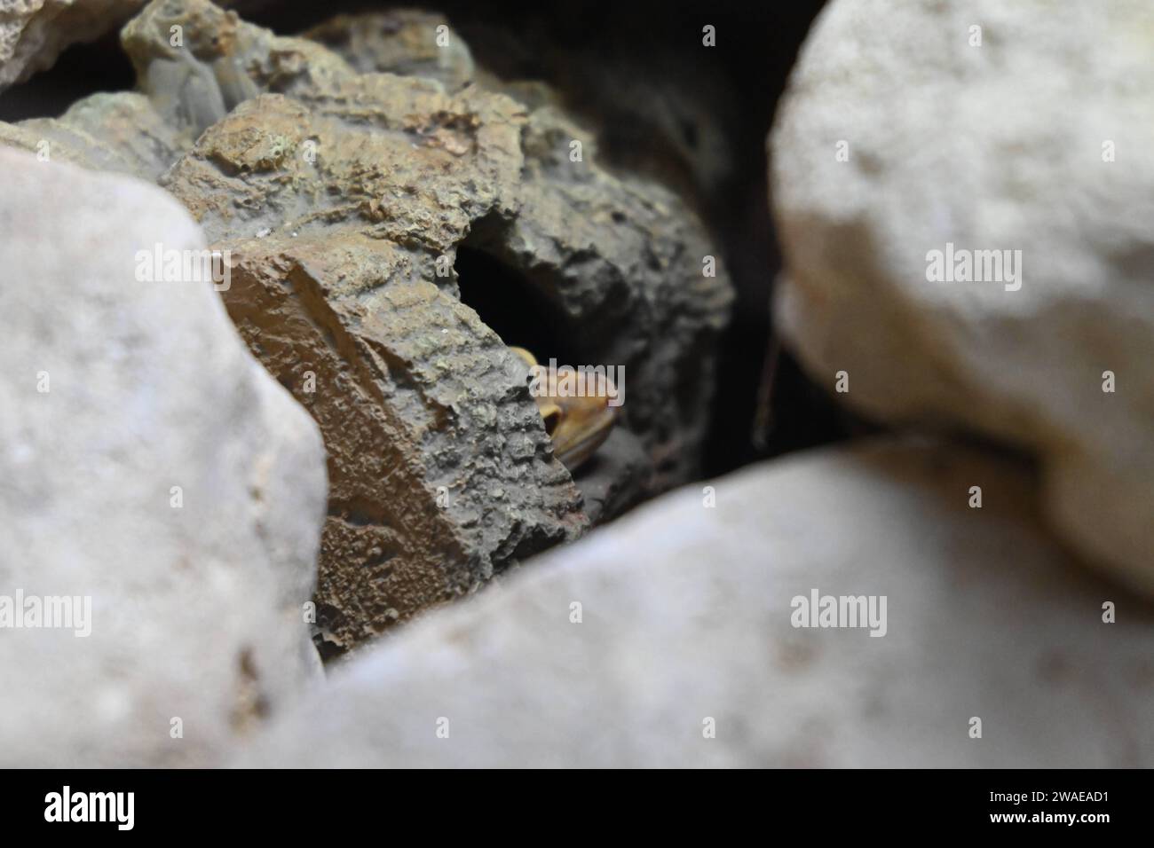 Una piccola rana arroccata su una pila di rocce e pietre sul terreno, guardando verso l'esterno Foto Stock