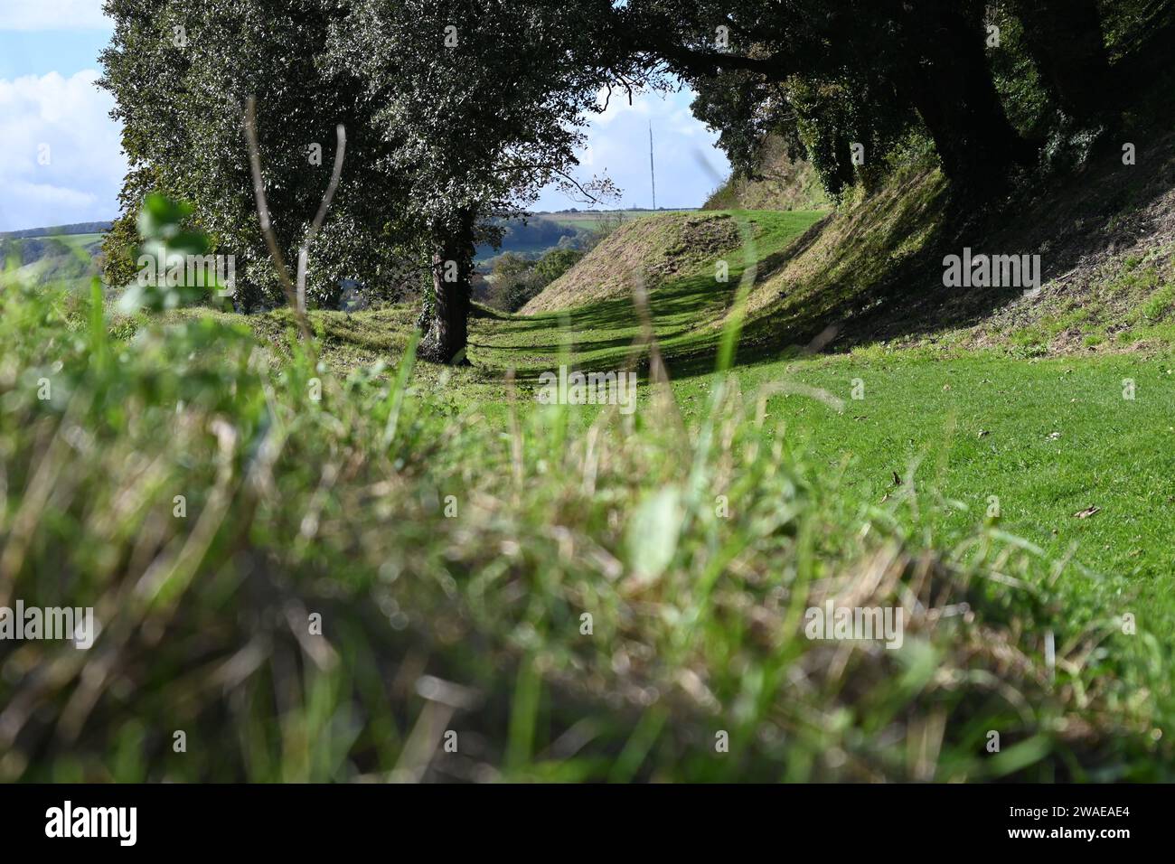 Un cane maculato marrone e bianco che cammina attraverso un lussureggiante prato verde verso una collina coperta da alberi alti Foto Stock