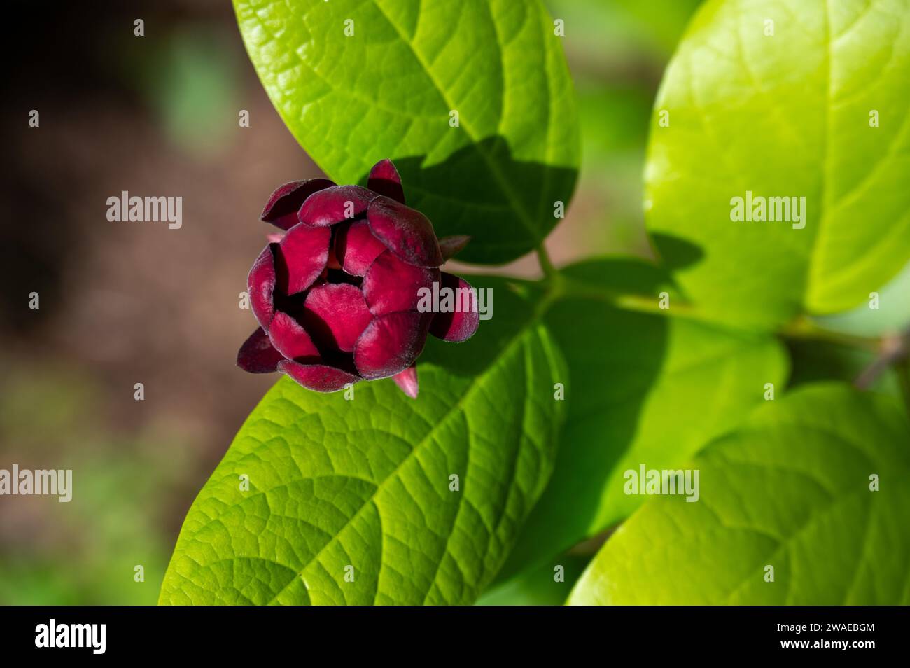 Primo piano di un arbusto dolce su un arbusto verde alla luce del sole Foto Stock