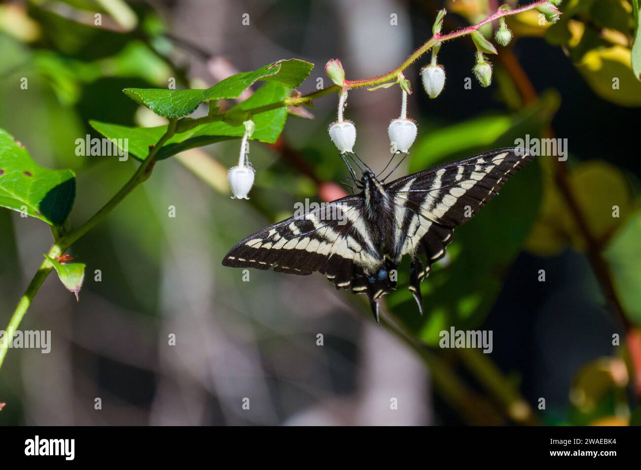 Primo piano di una pallida coda di rondine arroccata su piccoli fiori bianchi su un arbusto Foto Stock