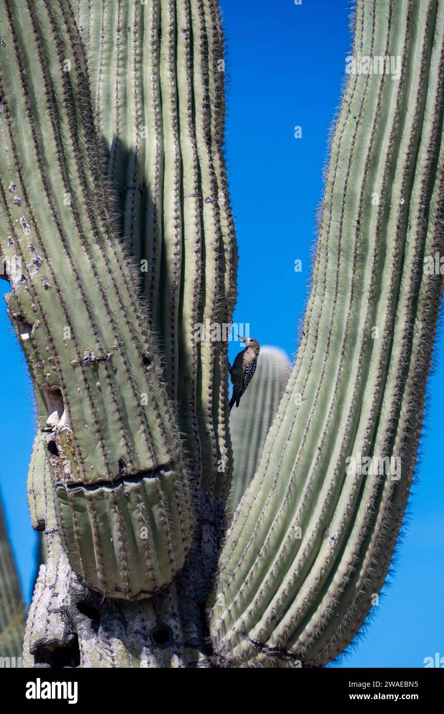 Un primo piano di un uccello arroccato su una pianta di cactus verde Foto Stock