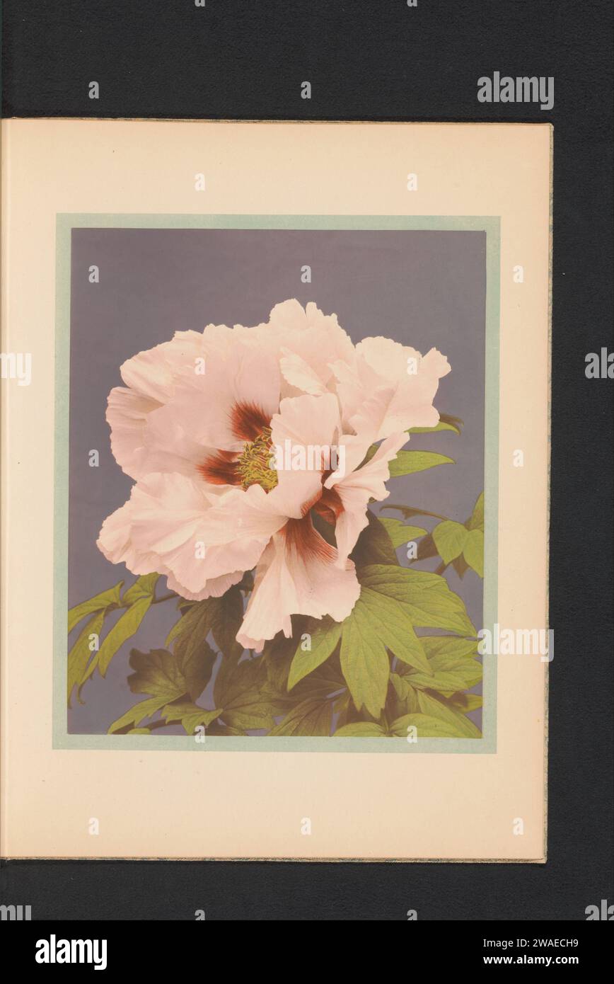 Paeonia Arborea o peonia giapponese, Kazumasa Ogawa, c. 1890 - in o prima del 1895 carta fotomeccanica collotipo Plants and Herbs: peony Foto Stock