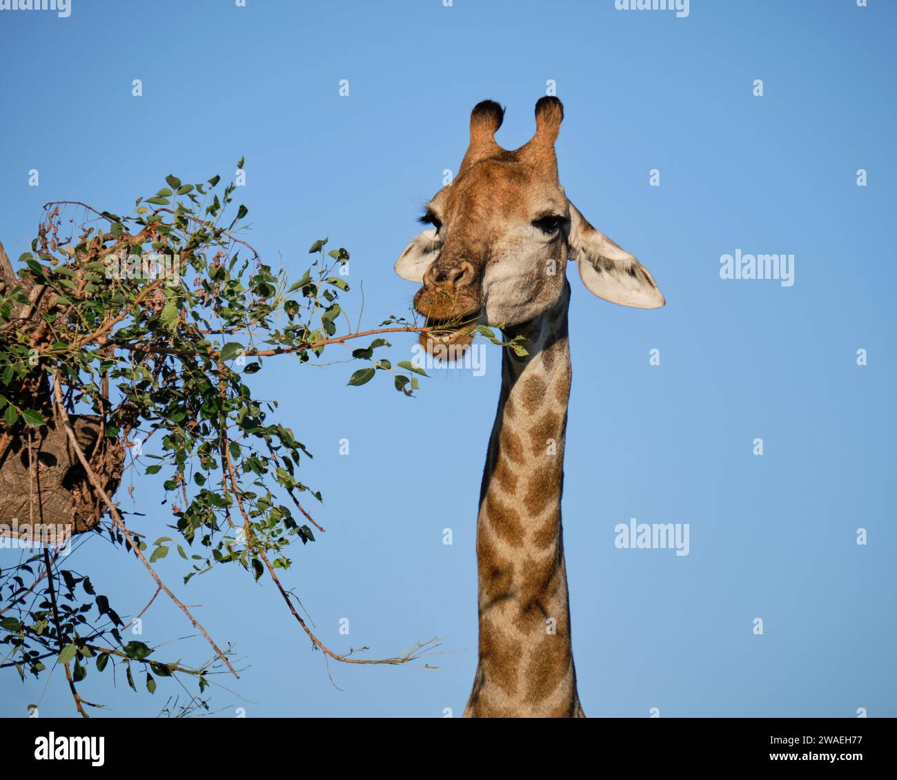 Colpo di testa di giraffa che mangia germogli dall'albero vicino Foto Stock