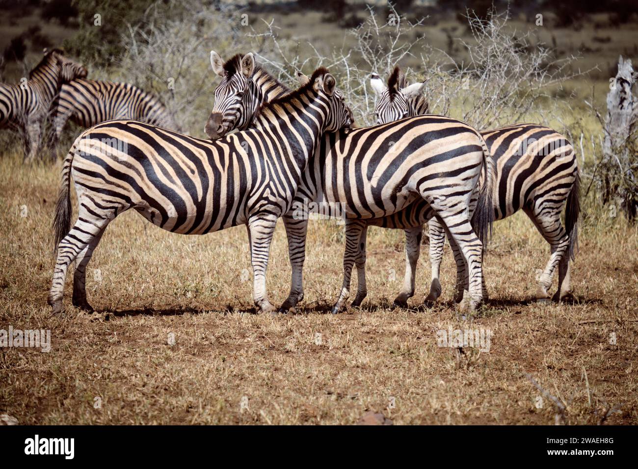 Famiglia su Burchell Zebras, poggiando testa e collo sul retro di altre zebre. Foto Stock