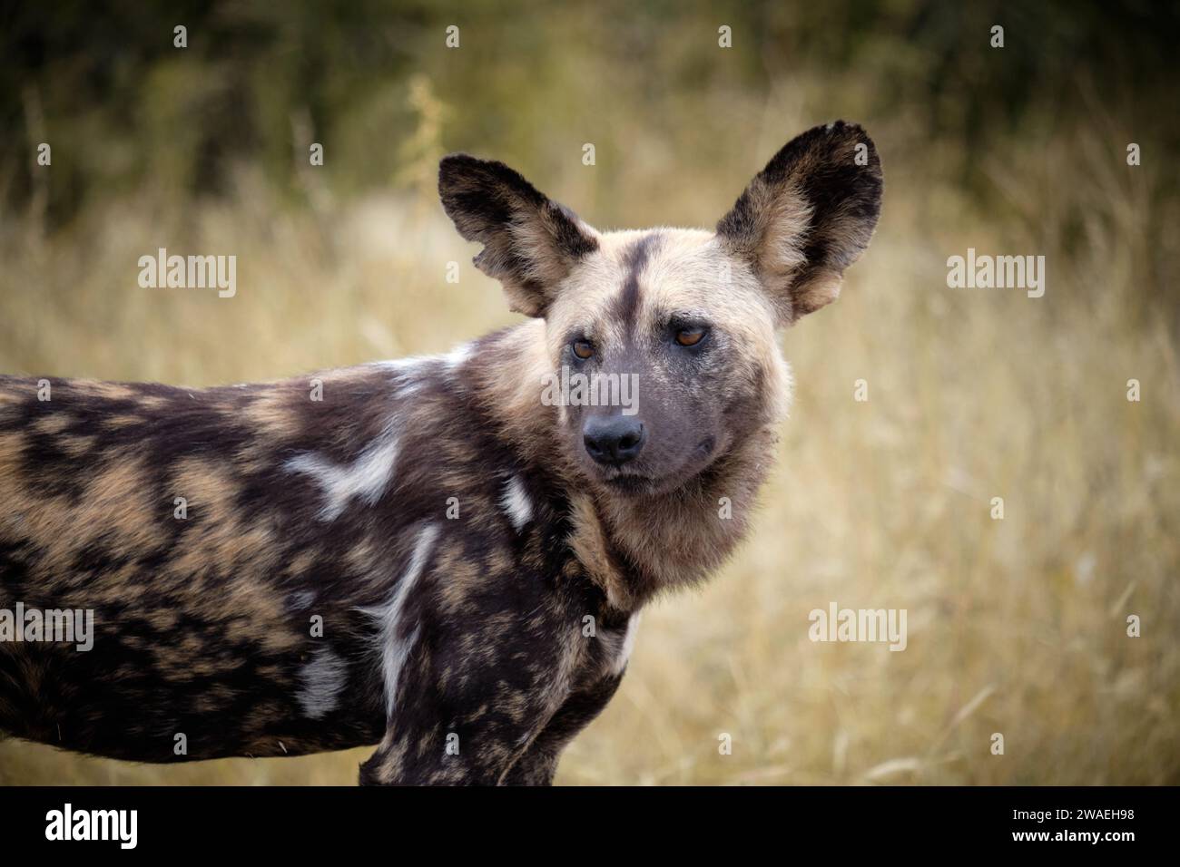 Profilo della parte superiore del corpo di un cane selvatico africano (Lycaon Pictus), che guarda dietro le spalle Foto Stock
