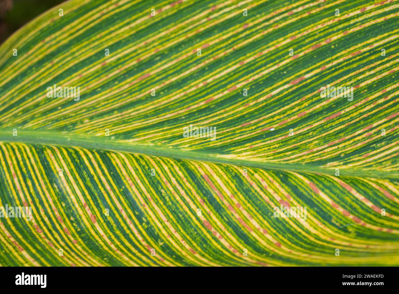 Un primo piano di una texture verde foglia Foto Stock