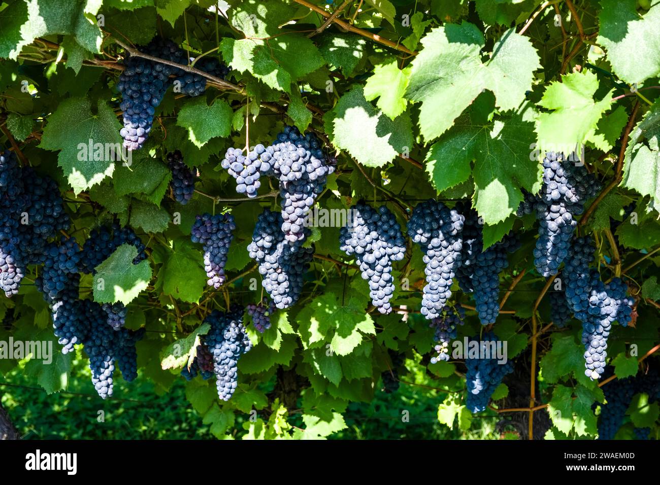 Uva rossa matura in un vigneto nella valle del Sarche. Foto Stock
