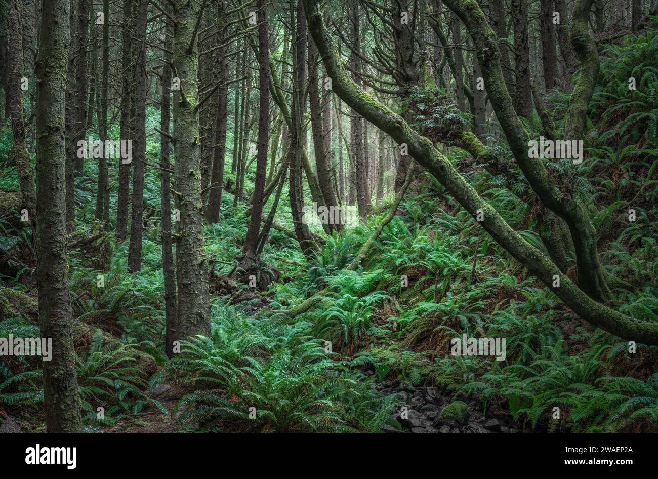 Una vista panoramica di una lussureggiante foresta pluviale con alberi verdi Foto Stock
