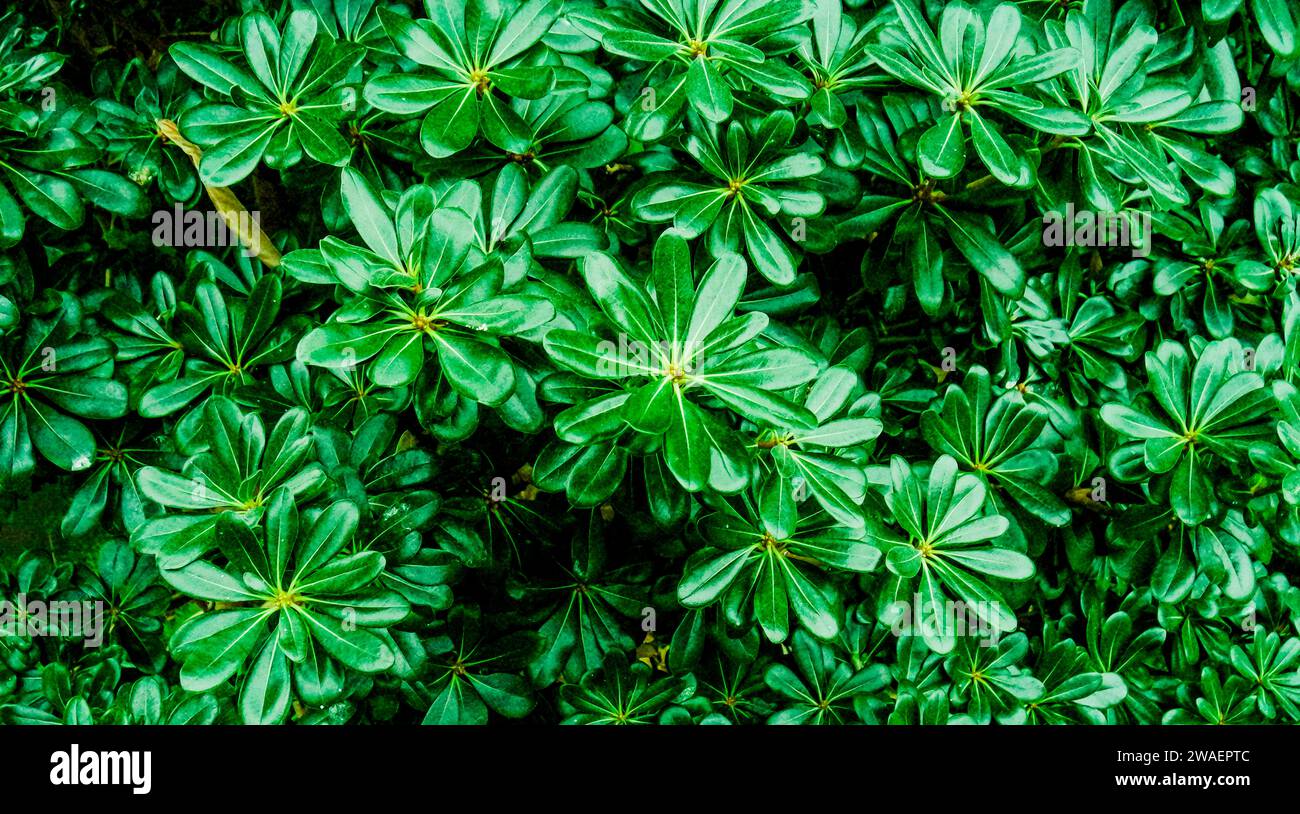 Un arbusto verde vibrante con una pletora di piante verdeggianti Foto Stock