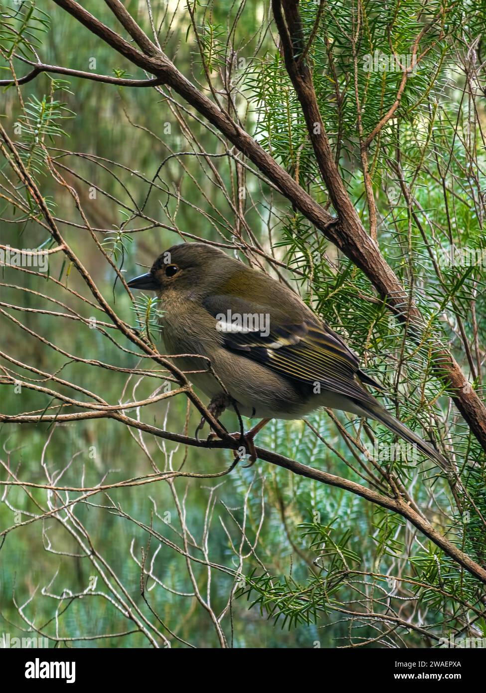 Un piccolo finch marrone (Fringilla coelebs) arroccato su un ramo di un albero frondoso Foto Stock