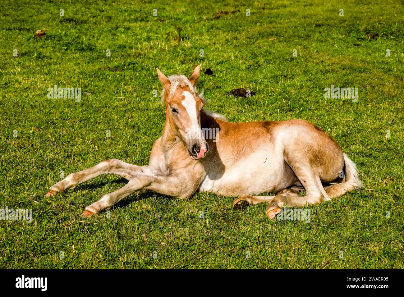 Un puledro Haflinger che riposa su un pascolo presso l'Alpe di Siusi, Alpe di Siusi. Foto Stock