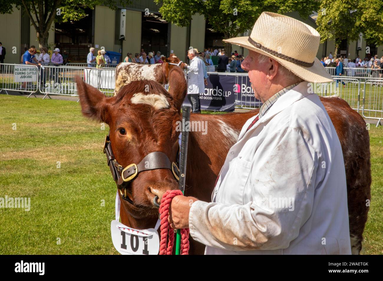 Regno Unito, Inghilterra, Worcestershire, Malvern Wells, Royal 3 Counties Show, mucca di manzo Shorthorn nel ring di giudizio Foto Stock