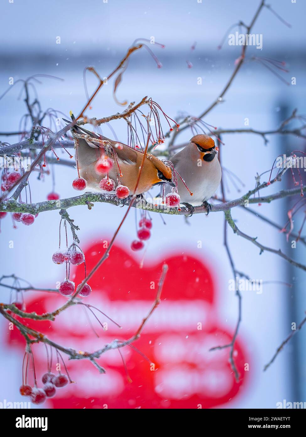 Una cera bohémien arriva in grandi greggi e libera gli alberi da tutte le bacche in Svezia Foto Stock