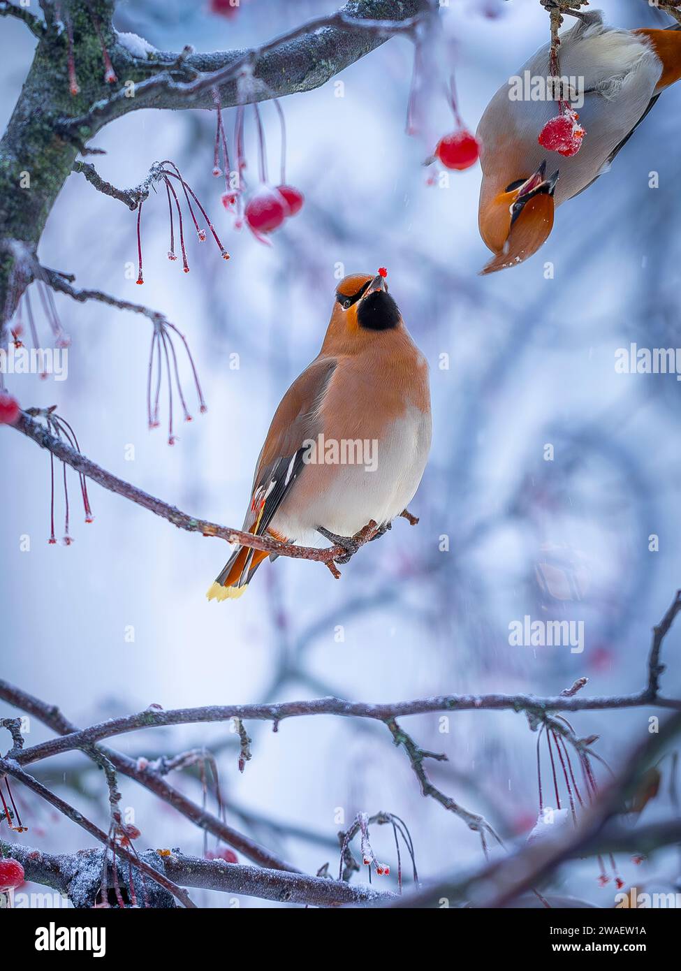 Una cera bohémien arriva in grandi greggi e libera gli alberi da tutte le bacche in Svezia Foto Stock