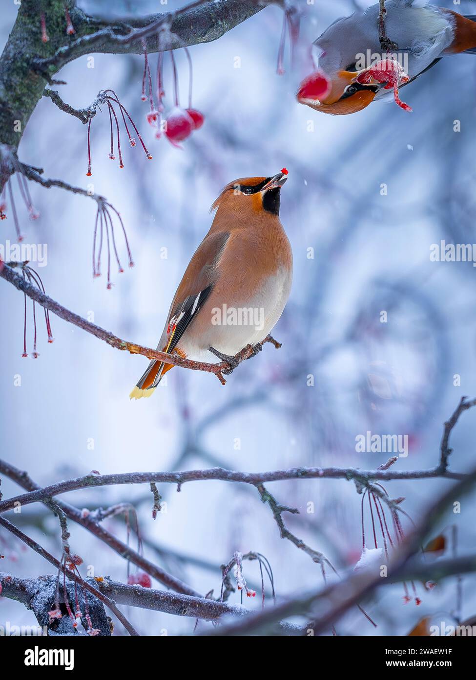 Una cera bohémien arriva in grandi greggi e libera gli alberi da tutte le bacche in Svezia Foto Stock