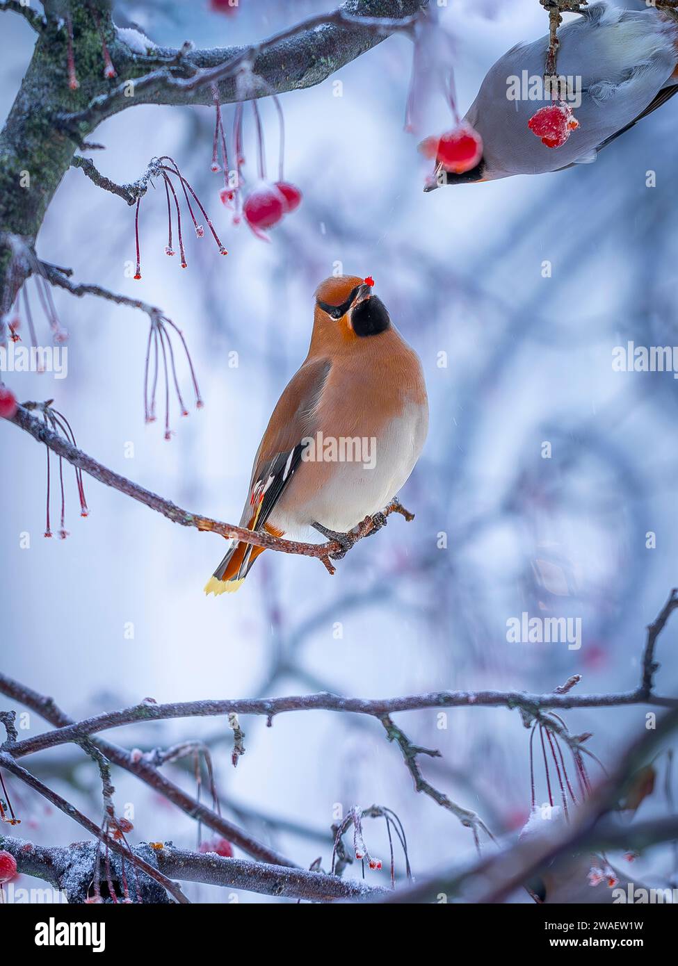 Una cera bohémien arriva in grandi greggi e libera gli alberi da tutte le bacche in Svezia Foto Stock