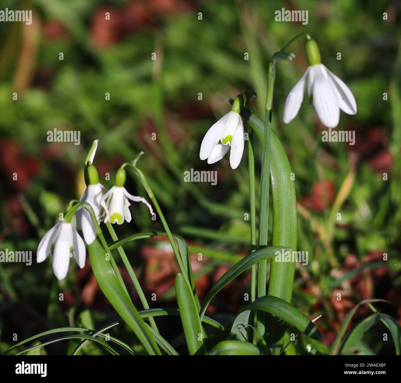 Gocce di neve, un bel fiore di primavera bianco Foto Stock