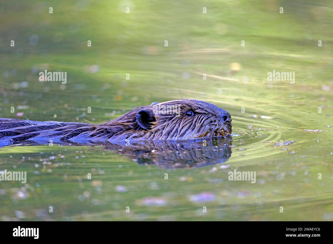 Wild Beaver che nuota in un laghetto, ritratto, che sembra attento. Foto Stock
