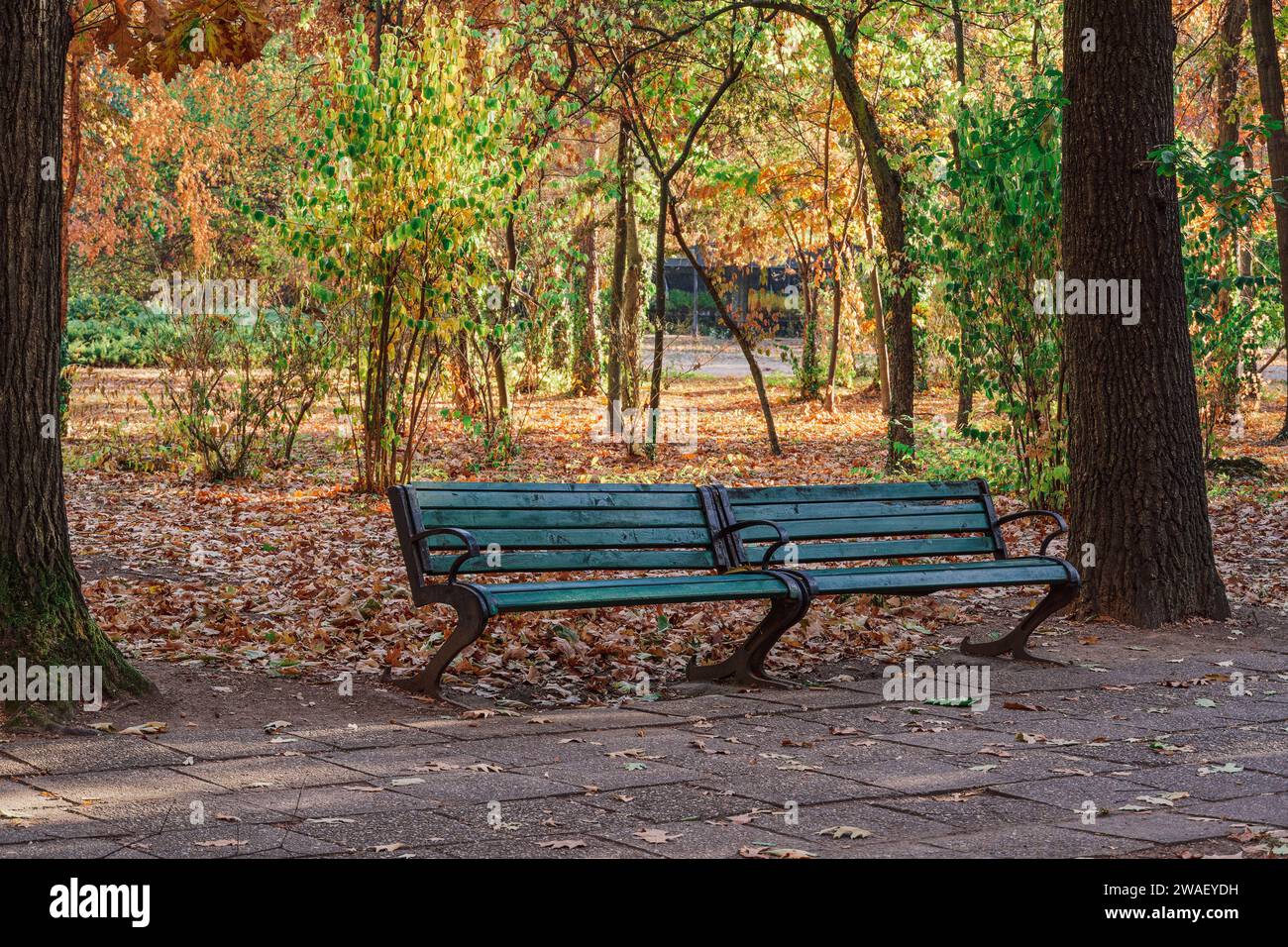 Panchine tradizionali con spazio negativo intorno alle foglie cadute in ottobre in un parco a Bucarest, Romania. Foto Stock