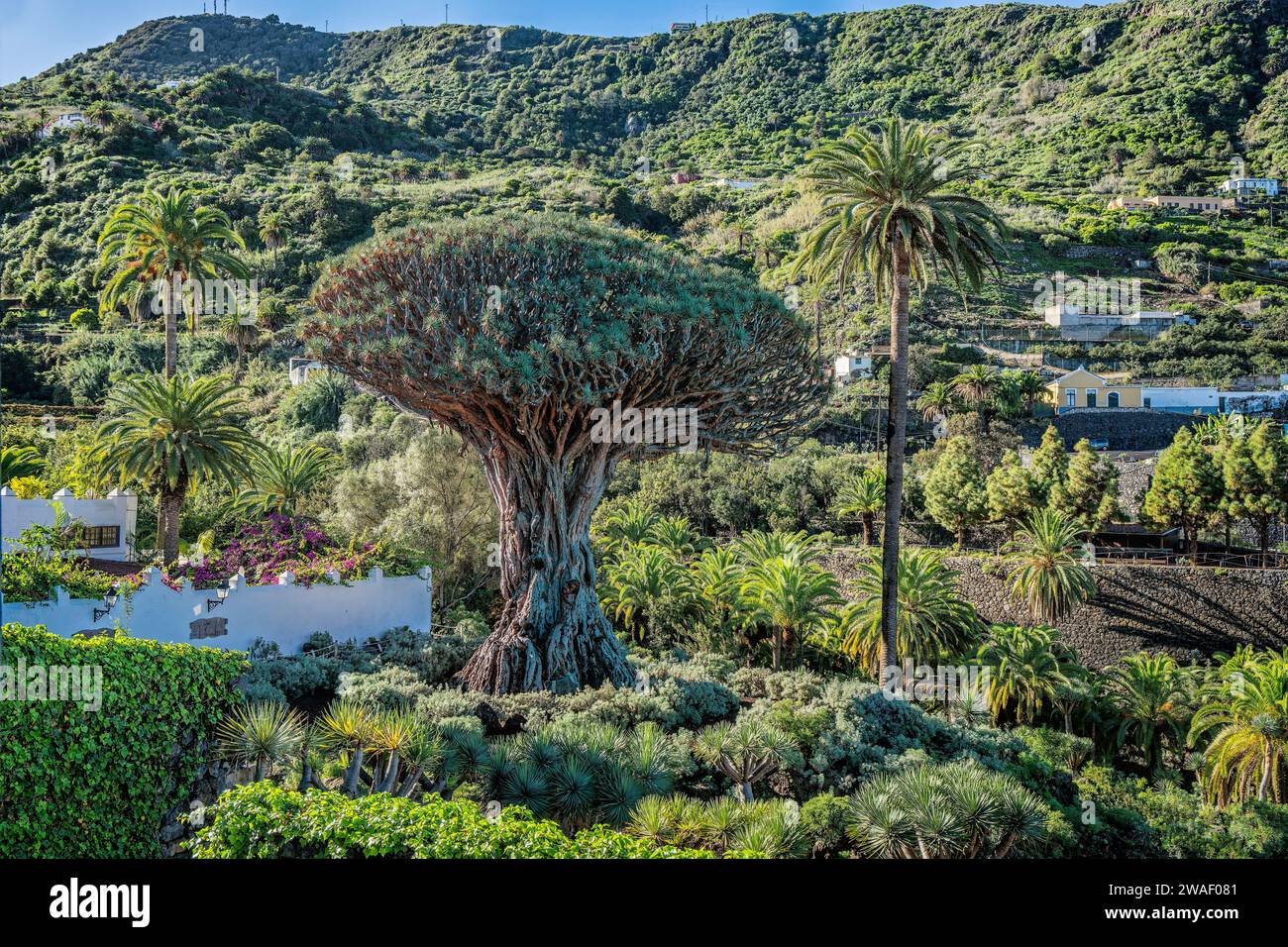 Drago Milenario, a Icod de los Vinos a Tenerife, Spagna Foto Stock