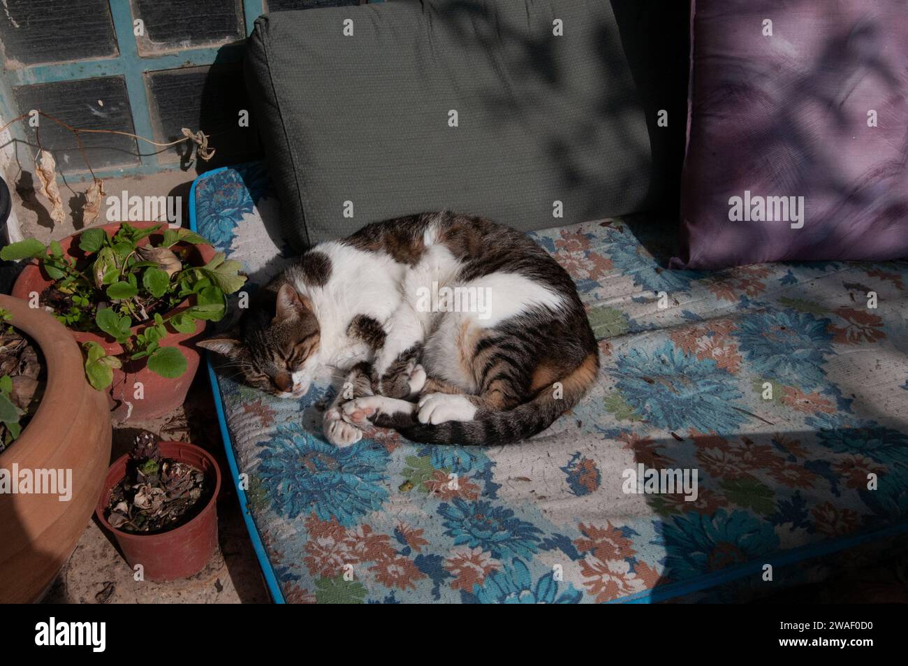 Grigio e bianco, per adulti, selvatico, tavolino a righe per un sonnellino pomeridiano sotto il sole su un colorato cuscino del divano. Foto Stock