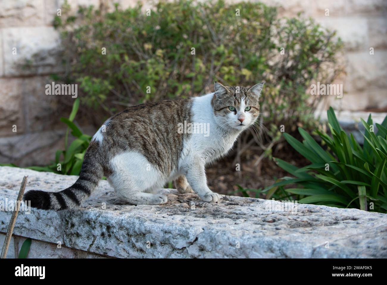 Il gatto di strada di Gerusalemme, grande, adulto, sporco bianco e grigio, si prepara a saltare da un muro di pietra. Foto Stock