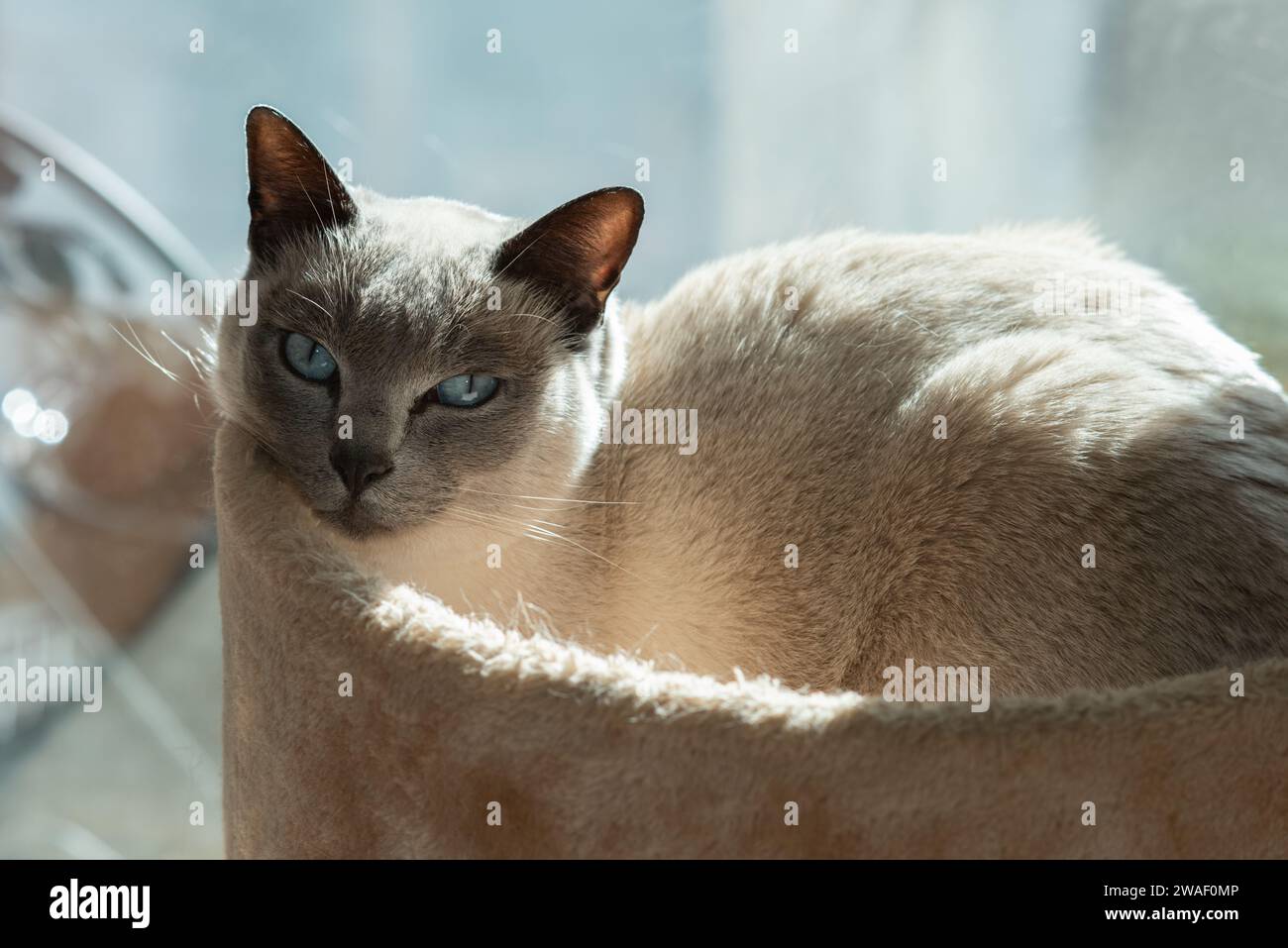 Ritratto di una razza tonkinese Blue Point Burmese e Siamese mescolano gatto adulto con il classico viso scuro e occhi blu profondo. Foto Stock