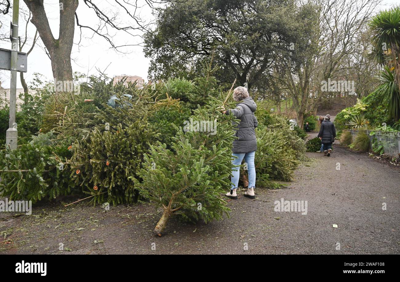 Brighton Regno Unito 4 gennaio 2024 - Una residente locale lascia il suo vero albero di Natale in un punto di riciclaggio nel Queens Park dopo le festività nel Regno Unito: Credit Simon Dack / Alamy Live News Foto Stock