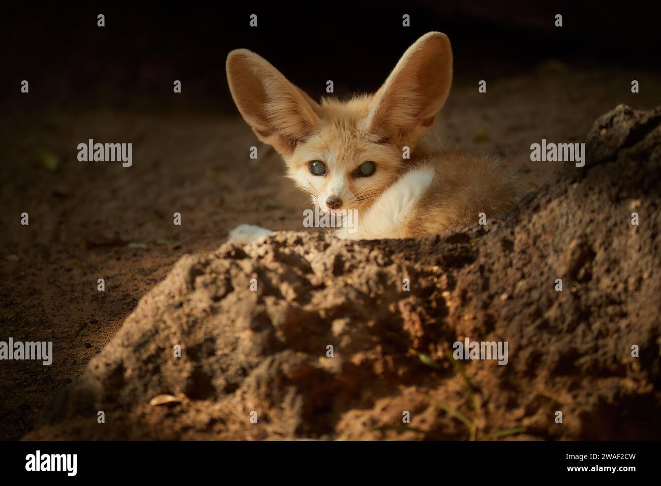 Tema della fauna selvatica del Nord Africa: La volpe Fennec, Vulpes zerda, la volpe più piccola originaria dei deserti del Nord Africa. Contatto visivo diretto, grandi orecchie, roccioso Foto Stock