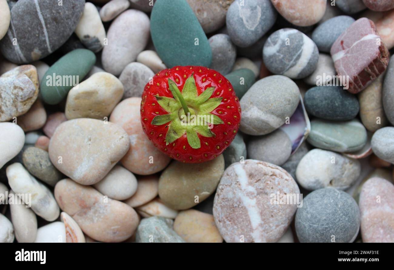 Una fragola rossa biologica su uno sfondo di ciottoli di mare rotondi e colorati Foto Stock