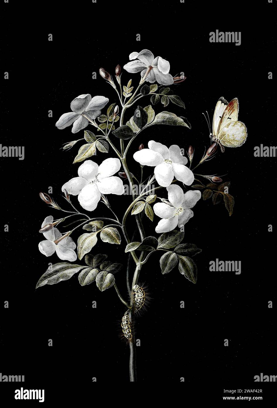 Barbara Regina Dietzsch - Studio di Phlox con un bruco e una farfalla Foto Stock