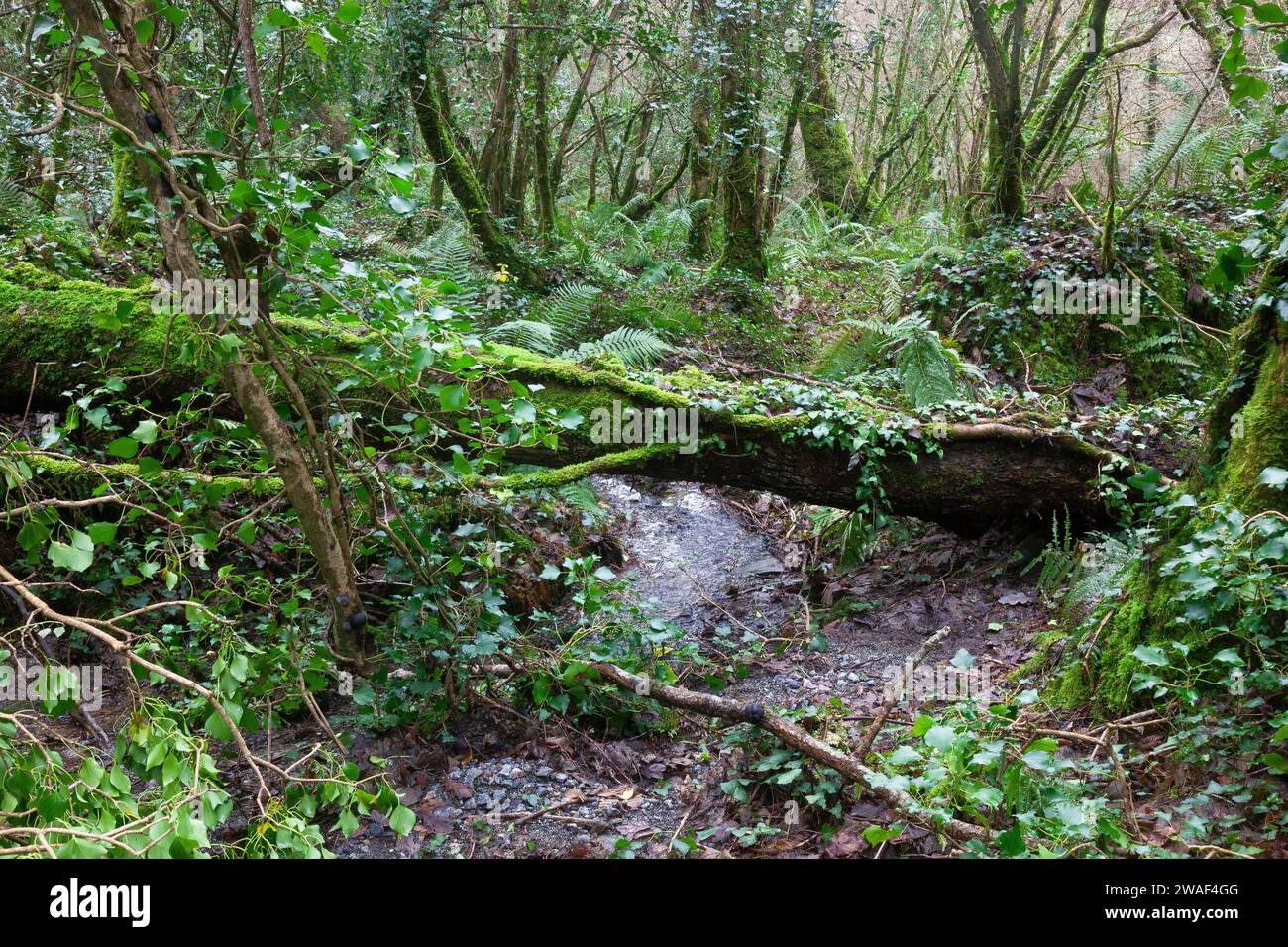 Lussureggiante flora verde nell'antico bosco che circonda Frenchman's Creek, Helford, Cornovaglia, Regno Unito Foto Stock