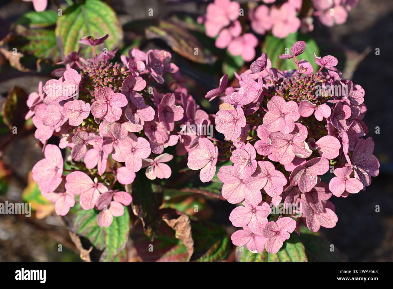 Hydrangea paniculata Little Quick Fire Growing in UK Garden September Foto Stock