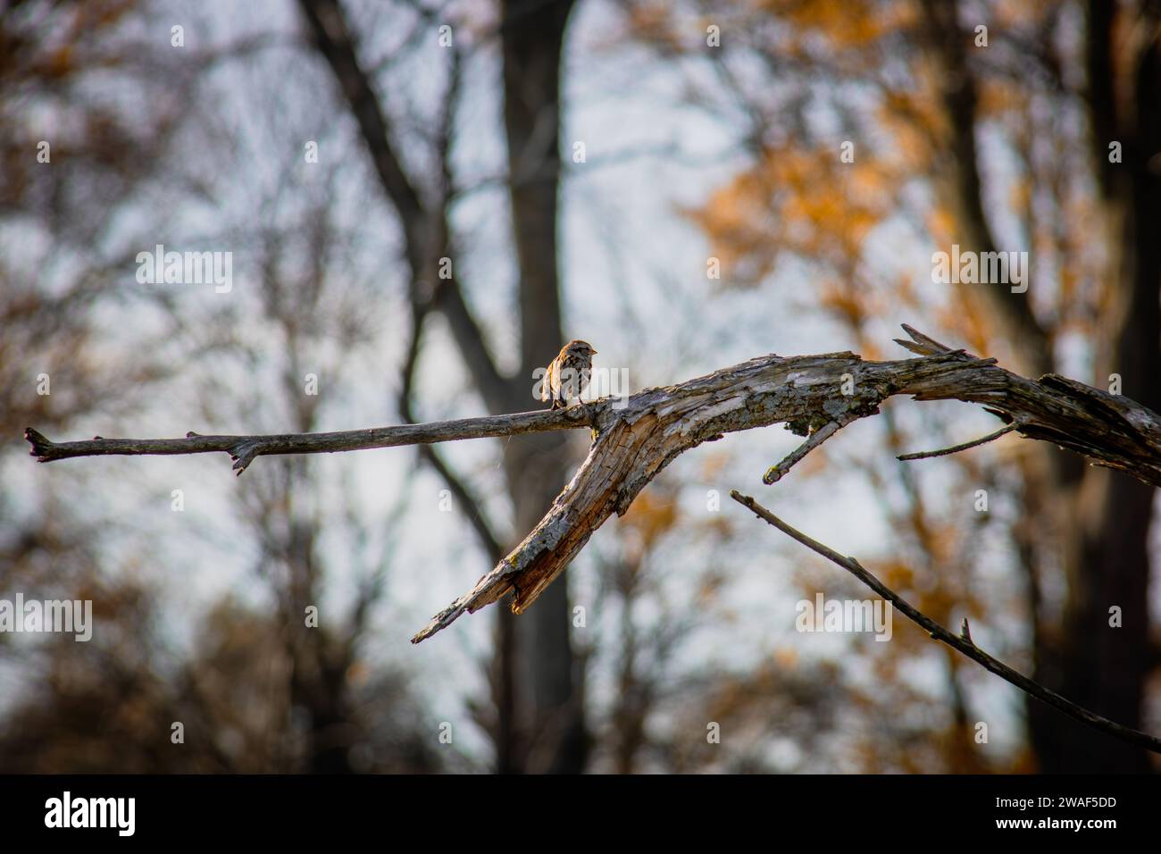Little Bird on A Branch Foto Stock